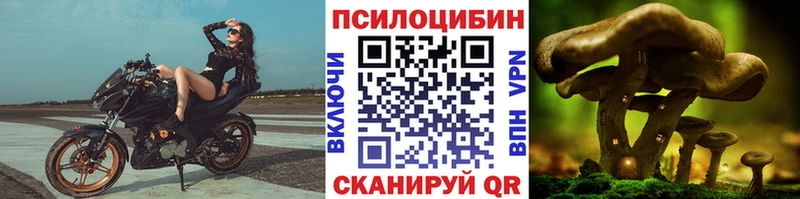 сколько стоит  Белогорск  Псилоцибиновые грибы Cubensis 