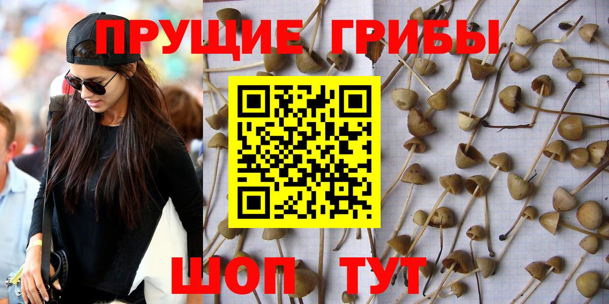 Галлюциногенные грибы Psilocybine cubensis Белогорск
